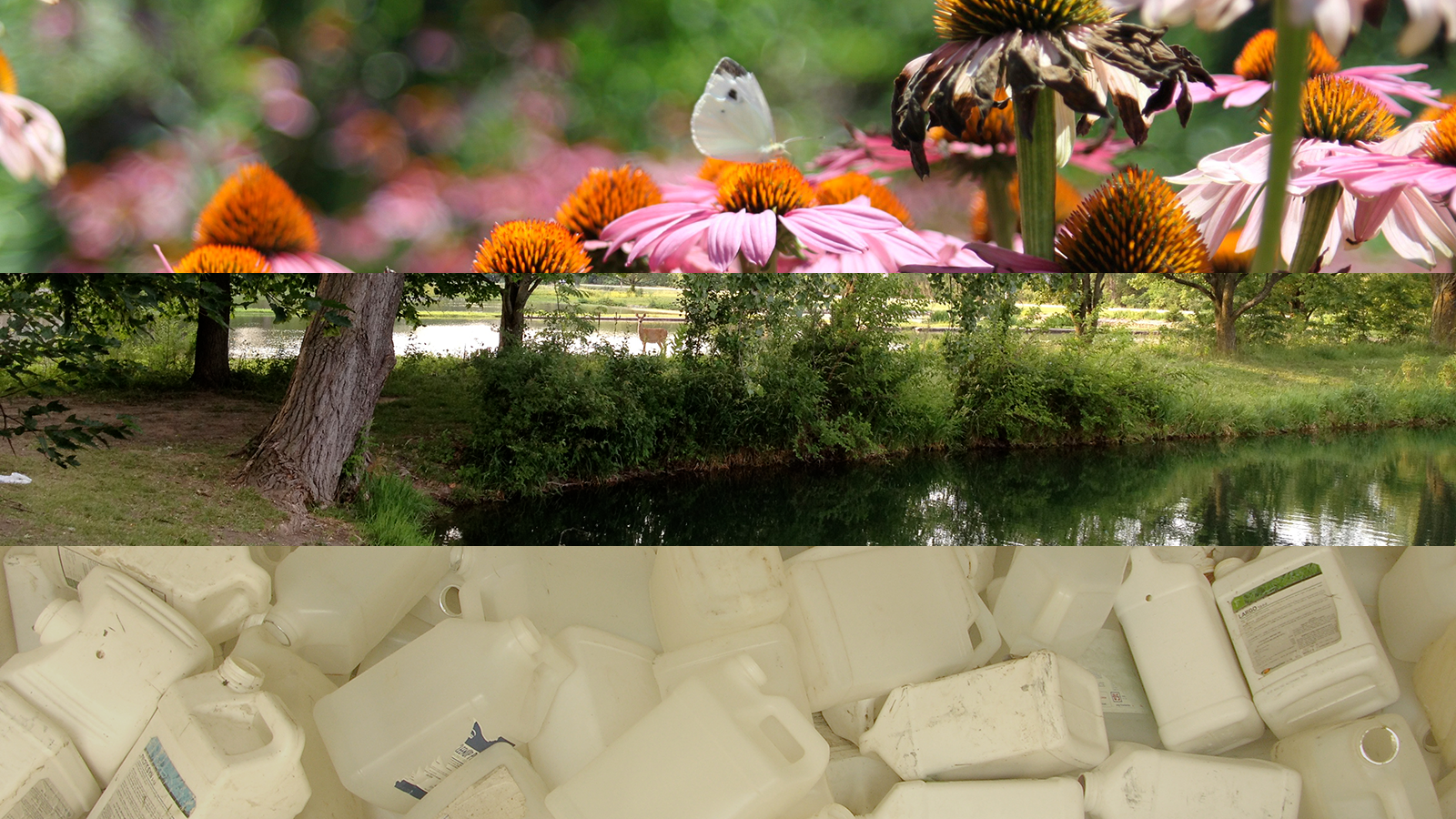 Photo collage: butterfly on a flower, deer near a pond, pesticide containers for recycling