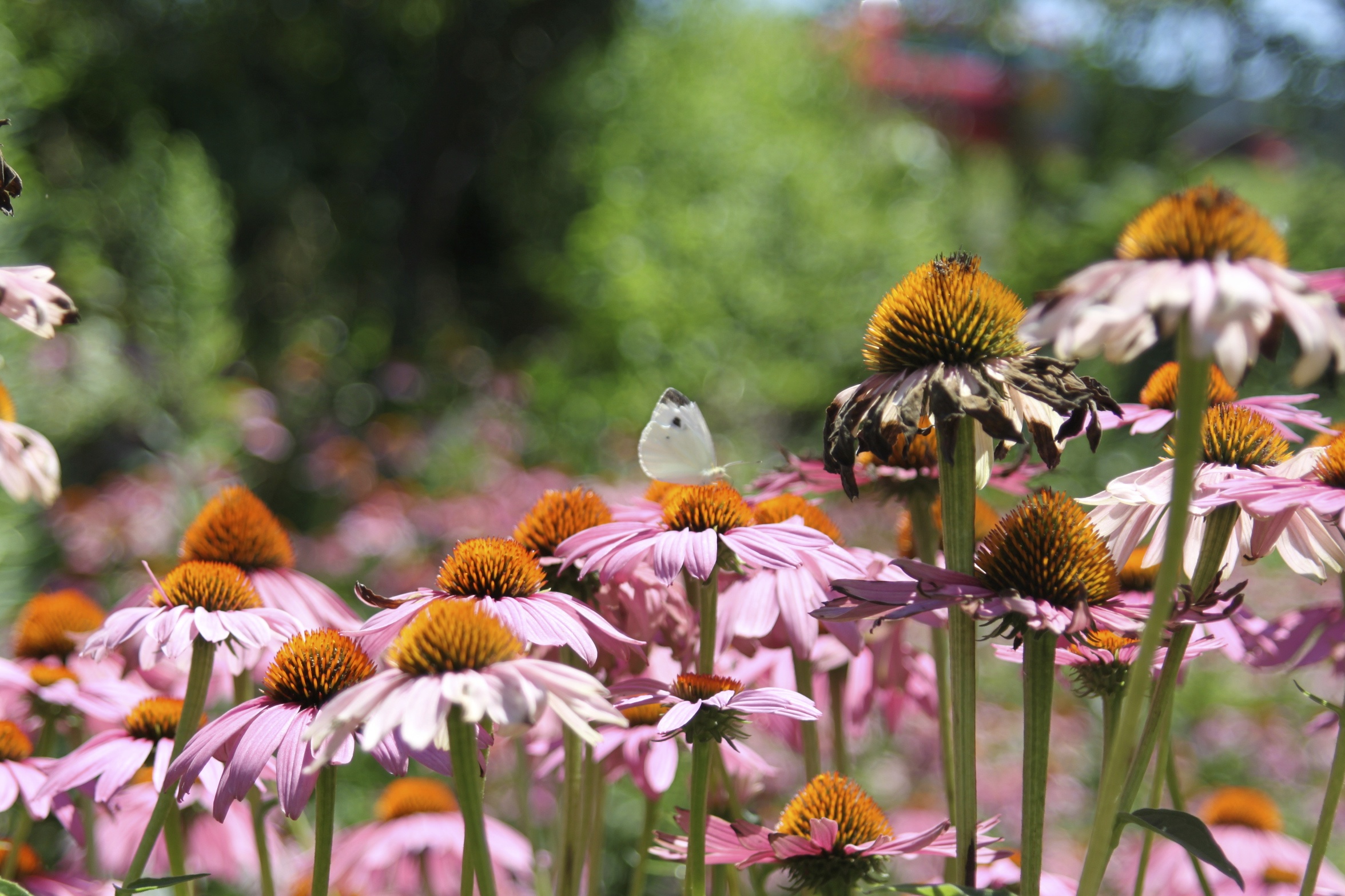 Pesticide Safety Education Program | Nebraska