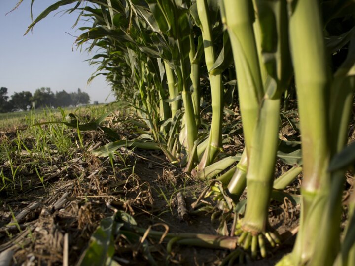Corn crop